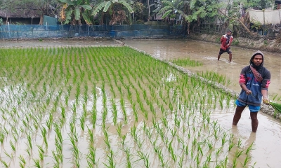 উৎপাদন খরচ জোগানে চিন্তিত কৃষকরা