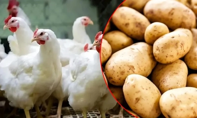 বাড়লো মুরগি–আলুসহ কয়েক নিত্যপণ্যের দাম
