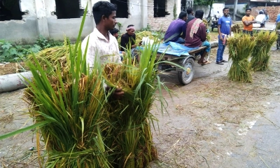আমন ধানের সস্তা কাঁচা খড়ে স্বাস্থ্য ঝুঁকিতে গবাদিপশু