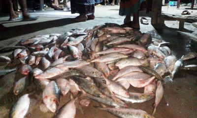 ইলিশ উৎপাদন বৃদ্ধির লক্ষ্য ৮ মাস জাটকা ধরায় নিষেধাজ্ঞা