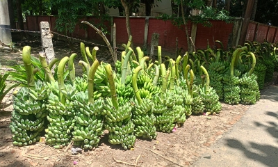 উৎপাদনে শীর্ষে পাহাড়ের প্রধান অর্থকরী ফসল কলা