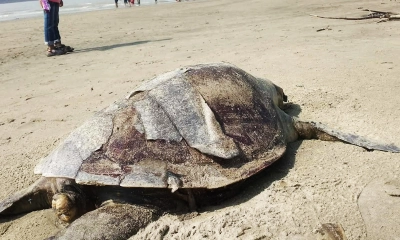 পর্যটন কেন্দ্রে আবারও মৃত কচ্ছপের স্তূপ