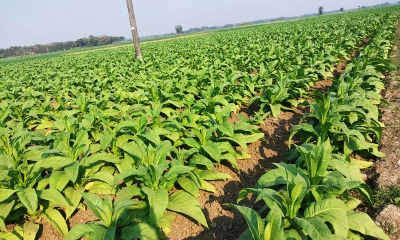 মাঠে তামাক চাষ, লাভের প্রলোভন আর স্বাস্থ্য ঝুঁকির দ্বন্দ্ব
