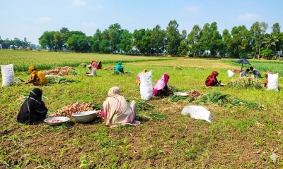 বৃষ্টির শঙ্কায় পেঁয়াজ তোলার ধুম, দাম নিয়ে দুশ্চিন্তায় কৃষকরা