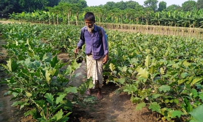 কীটনাশকের বিষে ঝুঁকিতে কৃষক, সচেতনতার অভাবে বাড়ছে বিপদ