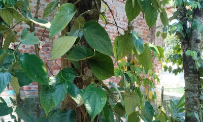 লালমনিরহাটে জনপ্রিয়  হচ্ছে চুইঝাল চাষ