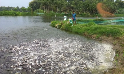 বর্ষাকালে মাছ চাষে সতর্কতা