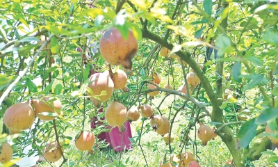 আনার