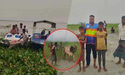 পদ্মায় গরুবাহী ট্রলারডুবি, ব্যবসায়ী ও ২৩ গরু নিখোঁজ