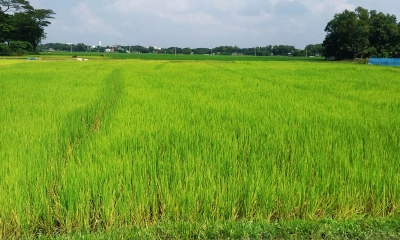 বিক্রি হচ্ছেনা আমন চারা, দিশেহারা কৃষক
