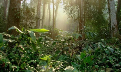 আদমপুরের বনে সবুজের মাঝে 