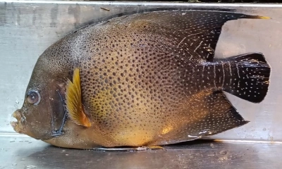 কুয়াকাটায় জেলের জালে ধরা পড়ল বিরল আফ্রিকান অ্যাঞ্জেলফিশ