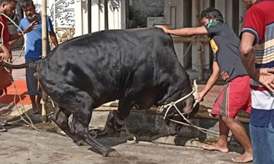 ঈদে কোরবানি করতে গিয়ে ঢাকায় আহত ৮০