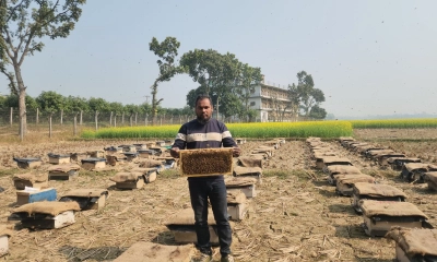 সরিষার ফুল থেকে মধু সংগ্রহে ব্যস্ত মৌয়ালরা