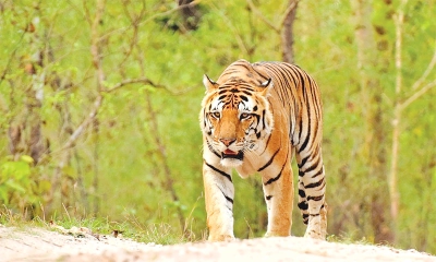 ২৫ বছরে বাঘের আক্রমণে  ৪২৫ জনের মৃত্যু