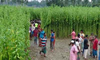 বগুড়ায় পাটক্ষেত মিলল কঙ্কাল উদ্ধার