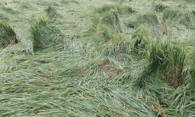 শেরপুরে দুই দিনের বৃষ্টিতে কৃষকের স্বপ্নভঙ্গের আশঙ্কা