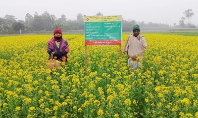 সরিষার ভালো ফলনের আশা করছেন বগুড়ার প্রান্তিক কৃষকরা