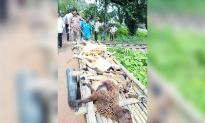 বাংলাদেশ কৃষি বিশ্ববিদ্যালয়ে ট্রেনে কাটা পড়ে ২২ ভেড়ার মৃত্যু