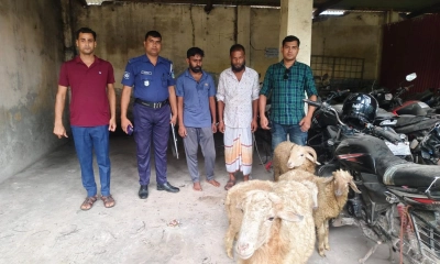 চুরি হওয়া চারটি ভেড়া উদ্ধার। ছবি- রূপালী বাংলাদেশ