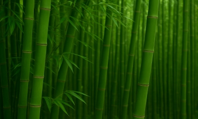 আজ বিশ্ব বাঁশ দিবস