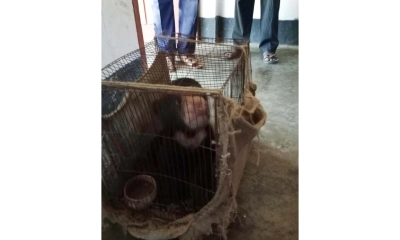 বান্দরবানে বিলুপ্তপ্রায় ভাল্লুকের ছানা বনবিভাগের হেফাজতে