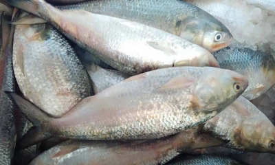 ইলিশ। ছবি- সংগৃহীত