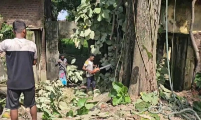 গাছটি কেটে ফেলেন নিলামে পাওয়া ঠিকাদার।   ছবি- রূপালী বাংলাদেশ