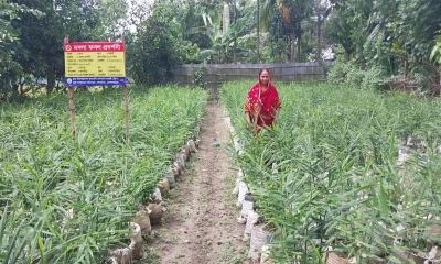 আখাউড়ায় বাণিজ্যিকভাবে বস্তায় আদা চাষ দিন দিন জনপ্রিয় হয়ে উঠছে। ছবি- রূপালী বাংলাদেশ