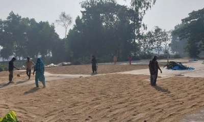 আখাউড়ায় চলছে ধান কাটা-মাড়াই উৎসব