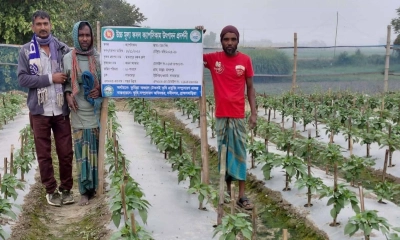 ক্যাপসিকাম চাষে হবি মিয়ার সাফল্য