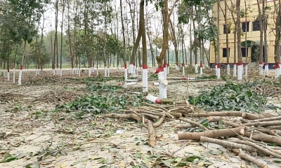 বন্ধ ক্যাম্পাসে বেরোবি প্রশাসনের গাছ কাটার হিড়িক