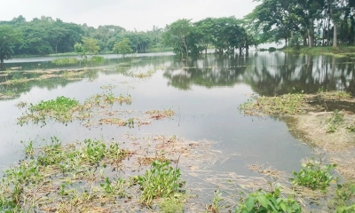ভারতীয় উজানের পানিতে প্লাবিত শার্শা-বেনাপোল সীমান্তের শত শত একর ফসলি জমির আমন ধান ও রাস্তাঘাট। ছবি- রূপালী বাংলাদেশ