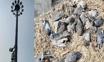 বেনাপোল কার্গো ইয়ার্ডের লাইট পোস্ট যেন অতিথি পাখির মৃত্যুফাঁদ