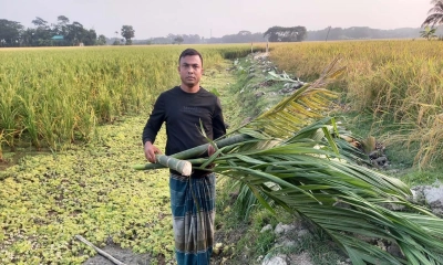 কৃষকের শতাধিক সুপারি গাছ কেটে নেওয়ার অভিযোগ