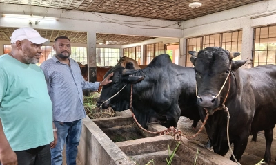 শখ থেকে বাণিজ্যিক সাফল্য, ঈদে খামারির কোটি টাকার টার্গেট