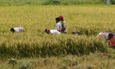 বকশীগঞ্জে ধান কাটতে গিয়ে হিট স্ট্রোকে কৃষকের মৃত্যু