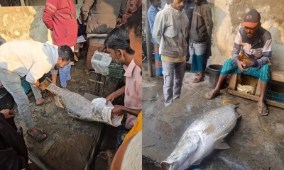জেলের জালে ধরা পড়ল ২২ কেজির কোরাল, বিক্রি ১৯ হাজারে