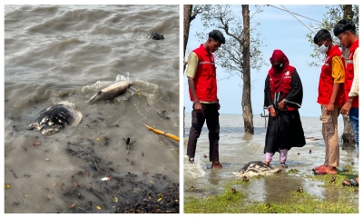 ভেসে এলো মৃত কচ্ছপ ও ডলফিন