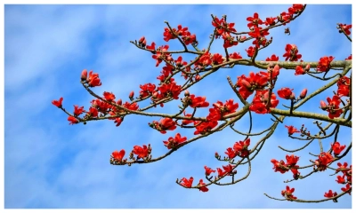 বসন্ত এসে গেছে...