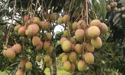 ব্রাহ্মণবাড়িয়ায় লিচুর বাম্পার ফলন, কৃষকের মুখে হাসি