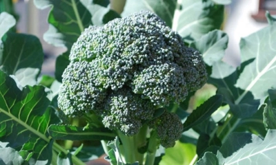 ব্রোকলি চাষের সময় এখনই 