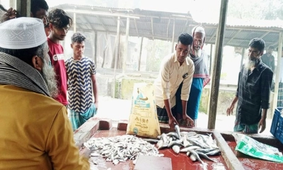চাঁদপুরে নিষেধাজ্ঞা অমান্য করে প্রকাশ্যে জাটকা বিক্রি