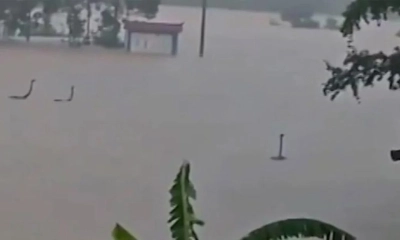 বন্যায় তলিয়েছে সাপের খামার, লোকালয়ে ছড়িয়ে পড়েছে ৯০০ বিষধর সাপ