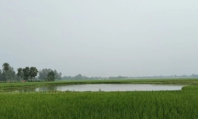 জয়পুরহাটে মসজিদের পুকুর থেকে মাছ লুট