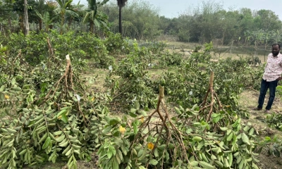 সম্পত্তি নিয়ে বিরোধের জেরে পেয়ারাবাগান কেটে সাবাড়