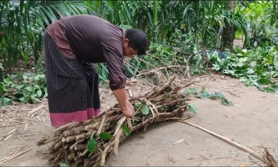লালমনিরহাটে জনপ্রিয় হচ্ছে চুইঝাল চাষ