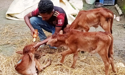 চুয়াডাঙ্গায় এক গাভি একসঙ্গে জন্ম দিল তিন বাছুর!