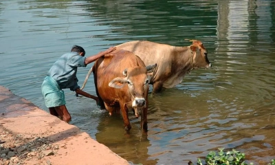 ক্যানসারের ওষুধে গোবর-গোমূত্র, কোটি টাকার অনিয়ম