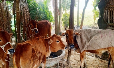 চুরি হওয়া গরু ফিরিয়ে দিল চোরচক্র